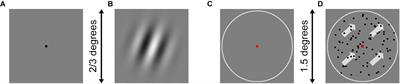 Decline of Orientation and Direction Sensitivity in the Aging Population